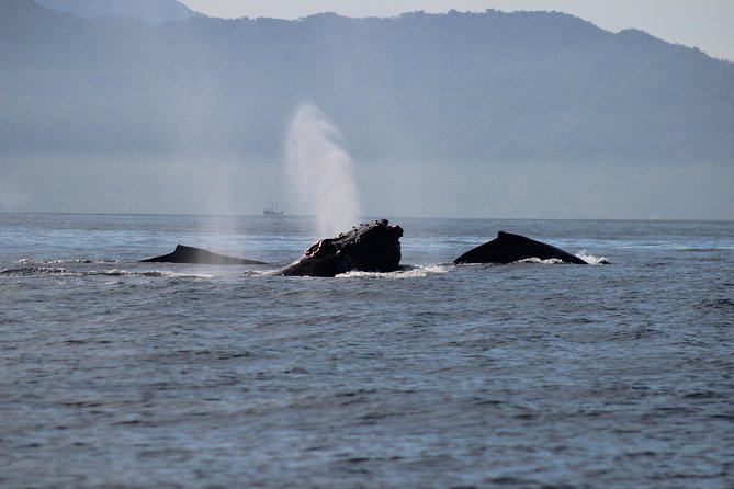 Private Whale Watching Tour in Puerto Vallarta - Lunch on the water: a 360° break that doesn’t feel like a stop