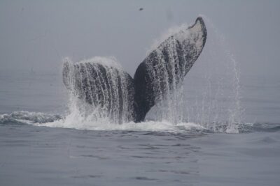 Private Whale Watching Tour in Puerto Vallarta - The boat day you’re actually buying: private time + a long look