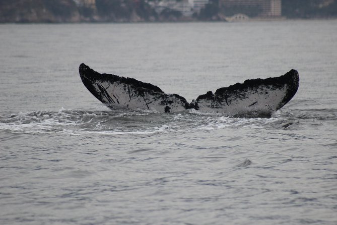 Private Whale Watching Tour in Puerto Vallarta - Wildlife you might spot besides humpbacks