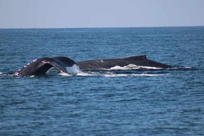 Private Whale Watching Tour in Puerto Vallarta - What makes this price make sense for a private tour