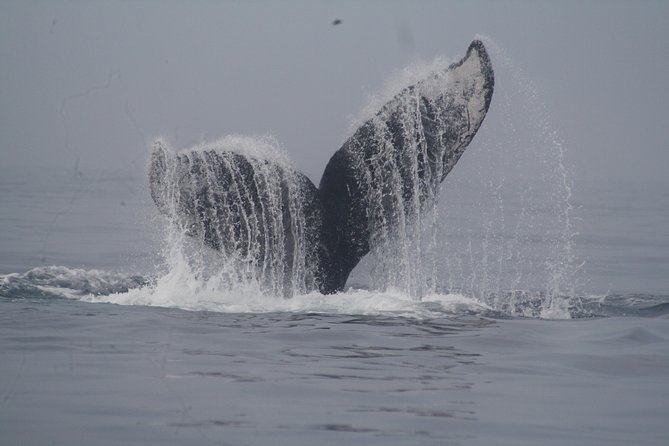 Private Whale Watching Tour in Puerto Vallarta - The boat day you’re actually buying: private time + a long look