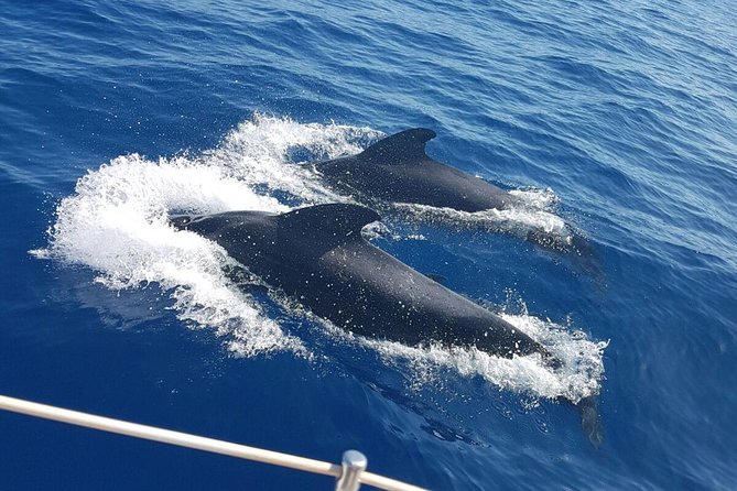 Private Yacht Tour With Whale and Dolphin Watching 33 Foot Boat - Getting Onboard: From Puerto Colón to Safety Briefing