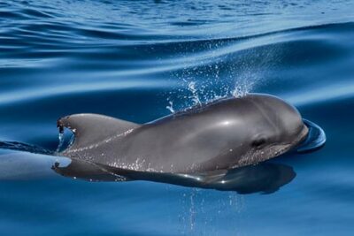 Private Yacht Tour With Whale and Dolphin Watching 33 Foot Boat - Your Captain’s Role: Flexibility That Matters