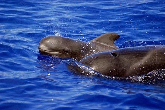 Private Yacht Tour With Whale and Dolphin Watching 33 Foot Boat - Sailing Along Costa Adeje’s Coastline: Caves, Beaches, Wildlife