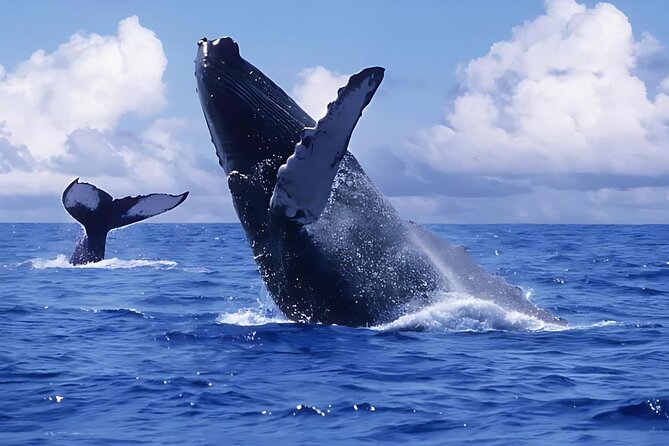 Punta Cana Whale Watching and Bacardi Island Day Trip - Key things to know before you go