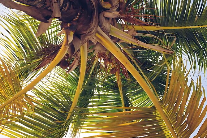 Punta Cana Whale Watching and Bacardi Island Day Trip - How hard is this day, really? Pace and comfort on a 10-hour schedule