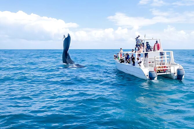 Punta Cana Whale Watching and Bacardi Island Day Trip - 7:30am pickup and about 2.5 hours on the whale boat