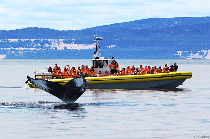 Québec City: Whale Watching Tour with Bus Transportation - Key takeaways before you book