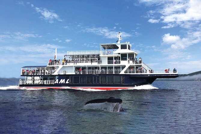 Québec City: Whale Watching Tour with Bus Transportation - The cruise itself: what 2.5 to 3 hours looks like in practice