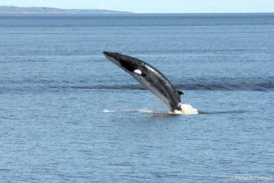 Québec City: Whale Watching Tour with Bus Transportation - Two boats, two very different experiences
