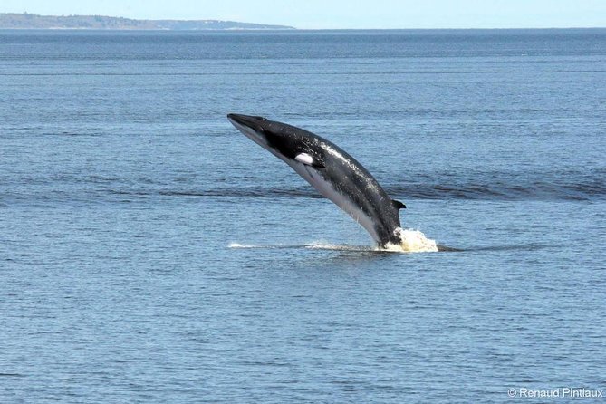 Québec City: Whale Watching Tour with Bus Transportation - Two boats, two very different experiences