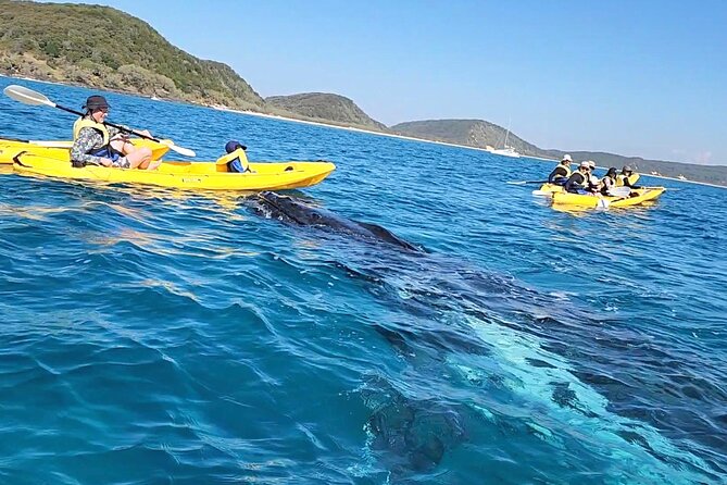 Rainbow Beach: Whale Watching Ocean Kayak Tour & Beach 4X4 - From Rainbow Beach to Double Island Point: the eco-whale premise