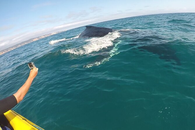 Rainbow Beach: Whale Watching Ocean Kayak Tour & Beach 4X4 - Guided eco kayaking: how whale and dolphin sightings usually feel