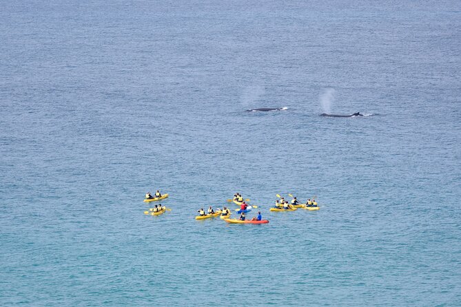 Rainbow Beach: Whale Watching Ocean Kayak Tour & Beach 4X4 - The swim-and-relax beach break: when the day slows down