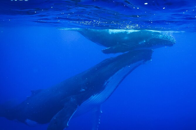 Respectful whale excursion to Tahiti in 4h30 - Key highlights to know before you go