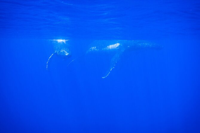 Respectful whale excursion to Tahiti in 4h30 - Whale watching off Tahiti, but with a small-boat feel