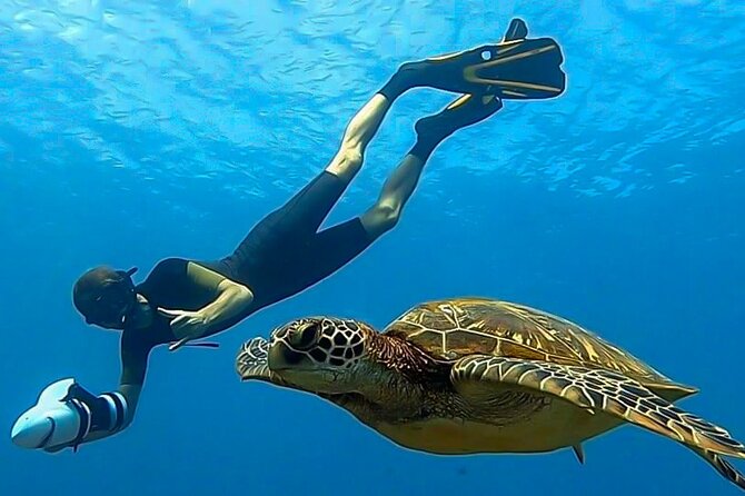 Respectful whale excursion to Tahiti in 4h30 - Who this tour suits best (and who should be cautious)