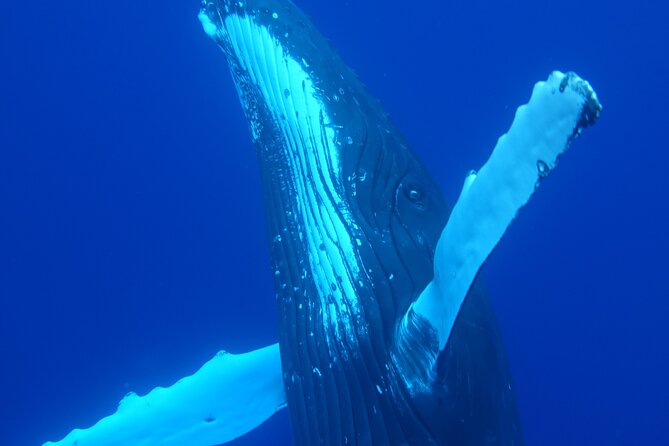 Respectful whale excursion to Tahiti in 4h30 - What’s included (and what you should pack)