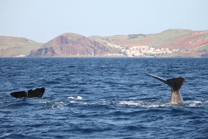 Responsible Whales and/or Dolphins Watching Tour - Quick hits before you go