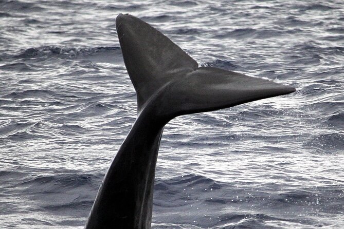 Responsible Whales and/or Dolphins Watching Tour - Getting to Blue Safari Madeira at Marina do Funchal Gate 4