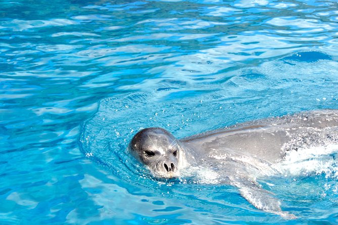 Responsible Whales and/or Dolphins Watching Tour - Wildlife you may spot: pilot whales, bottlenose dolphins, and more