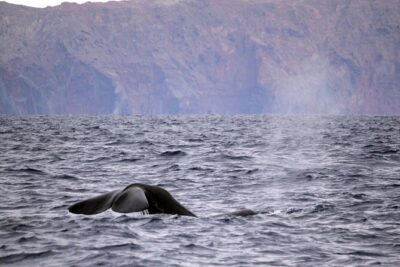 Responsible Whales and/or Dolphins Watching Tour - What the 2-hour outing feels like on a high-speed RIB