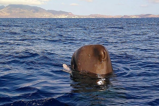 Responsible Whales and/or Dolphins Watching Tour - Responsible watching: space, rules, and real conservation actions