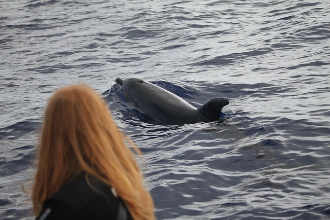 Responsible Whales and/or Dolphins Watching Tour - Who should book this, and who should reconsider
