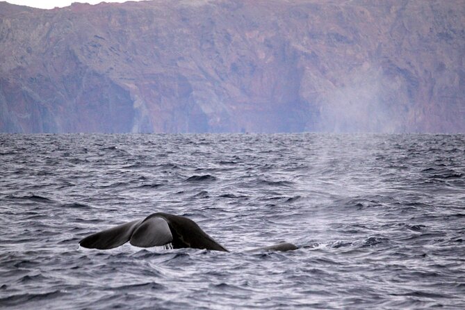 Responsible Whales and/or Dolphins Watching Tour - What the 2-hour outing feels like on a high-speed RIB