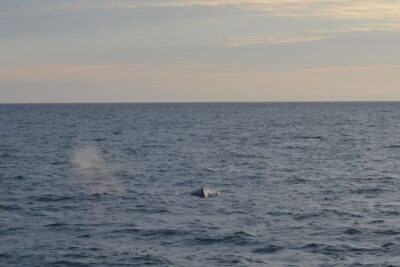 Reykjavik: Midnight Sun Whale Watching Tour - Elding’s Boat Comfort: Overalls, Deck Views, and On-Board Extras