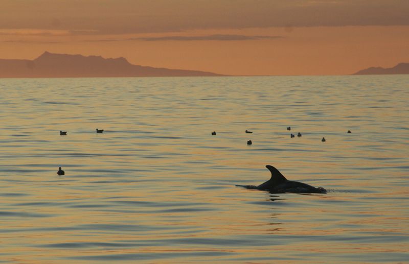 Reykjavik: Midnight Sun Whale Watching Tour - How the Tour Finds Whales Without Disturbing Them
