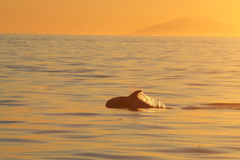 Reykjavik: Midnight Sun Whale Watching Tour - Your Before-Departure Stop: Whale Watching Center First