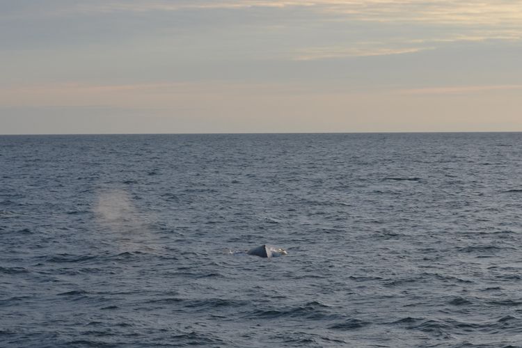 Reykjavik: Midnight Sun Whale Watching Tour - Elding’s Boat Comfort: Overalls, Deck Views, and On-Board Extras