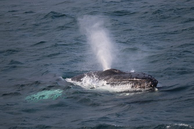 Reykjavik Shore Excursion: Whale-Watching Cruise - Reykjavik to Faxafloi Bay: what the 3.5 hours on the water is really like