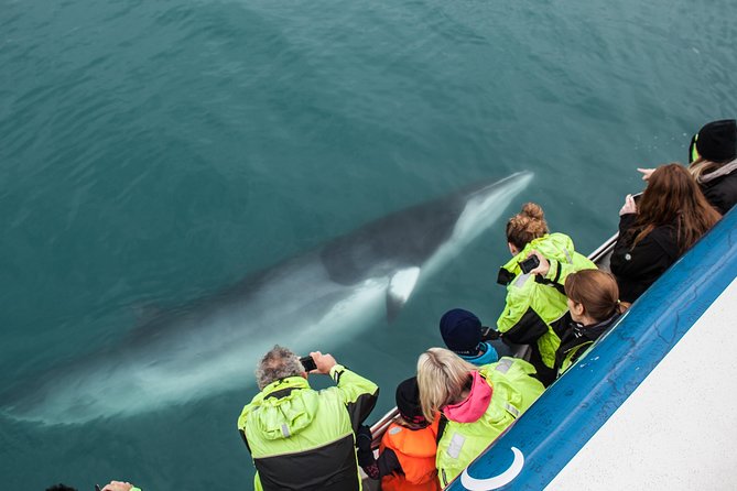 Reykjavik Shore Excursion: Whale-Watching Cruise - Warm overalls, sea-sickness help, and onboard comfort