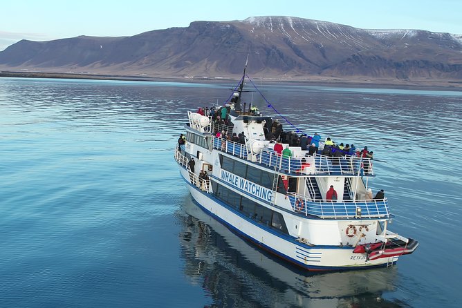 Reykjavik Shore Excursion: Whale-Watching Cruise - Getting there from cruise ships: Skarfabakki Harbour timing that you should respect