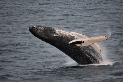 Reykjavik Shore Excursion: Whale-Watching Cruise - Your best chance to see whales: positioning and sea conditions