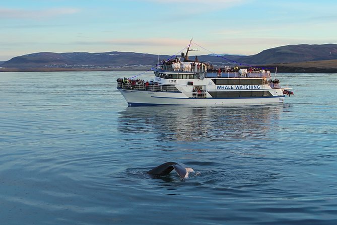 Reykjavik Shore Excursion: Whale-Watching Cruise - Who this whale cruise fits best