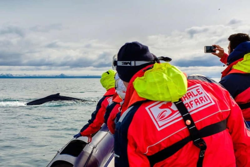 Reykjavik: Whale and Puffin Watching RIB Boat Tour - Key points I’d plan my trip around