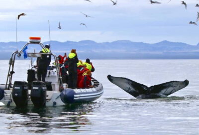 Reykjavik: Whale and Puffin Watching RIB Boat Tour - The 2-hour rhythm: puffins near islands, whales and dolphins farther out
