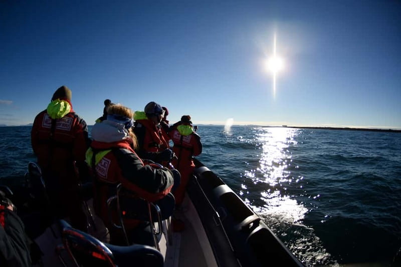 Reykjavik: Whale and Puffin Watching RIB Boat Tour - RIB comfort and safety: warm kit, no surprises