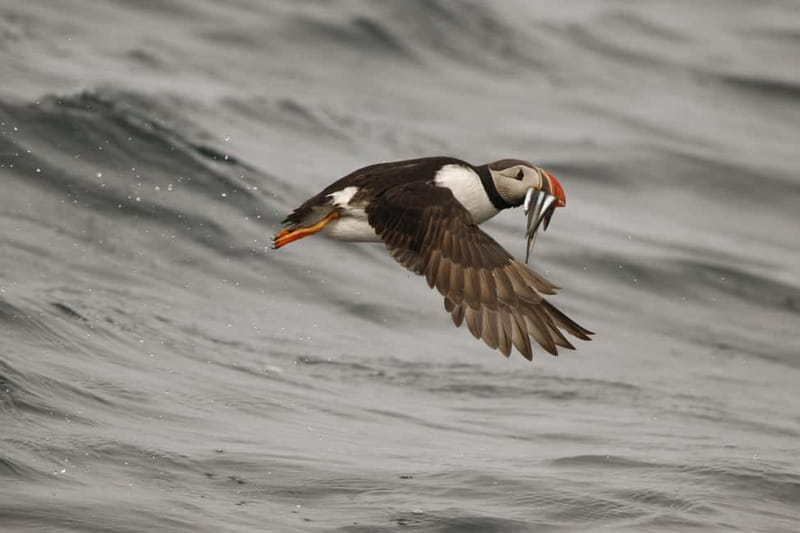 Reykjavik: Whale and Puffin Watching RIB Boat Tour - Price and value: is $191 worth it?