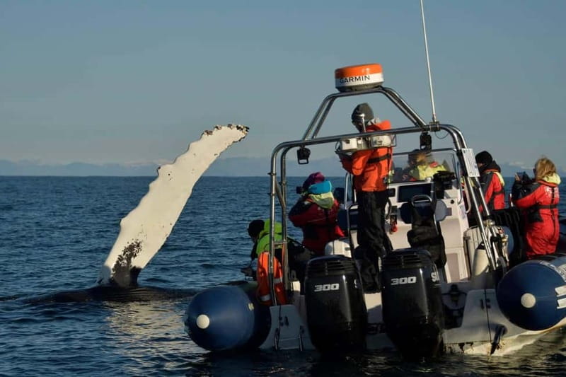 Reykjavik: Whale and Puffin Watching RIB Boat Tour - Who should book this RIB whale and puffin tour
