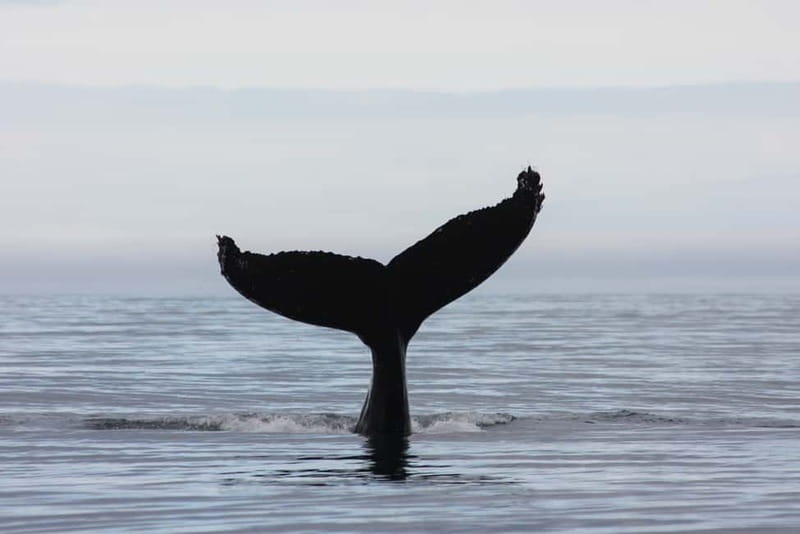 Reykjavik: Whale and Puffin Watching RIB Boat Tour - Should you book this Reykjavik whale and puffin RIB tour?
