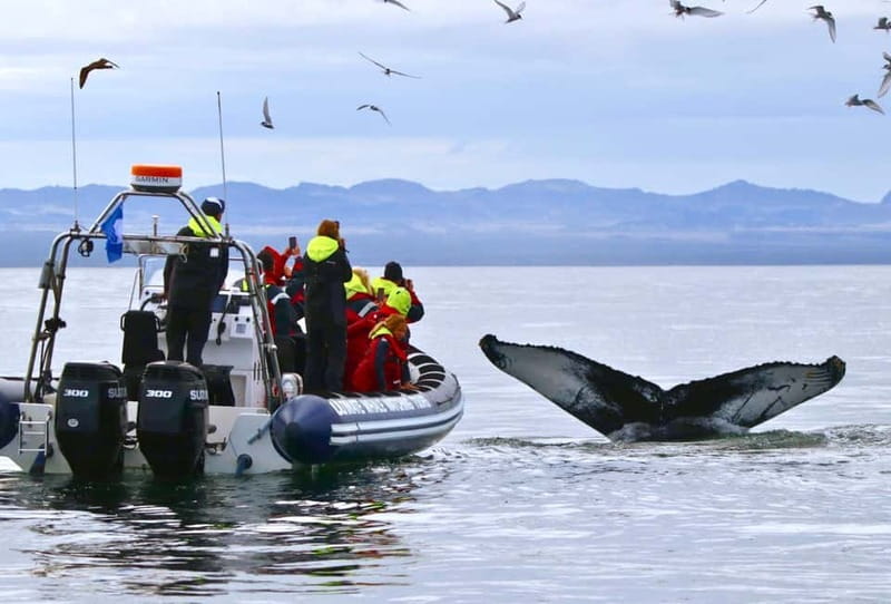 Reykjavik: Whale and Puffin Watching RIB Boat Tour - The 2-hour rhythm: puffins near islands, whales and dolphins farther out