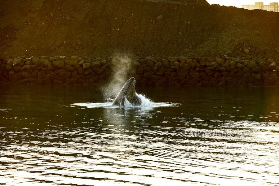 Reykjavik: Whale & Marine Adventure Tour - Old Harbor to Faxafloi Bay: why this route works