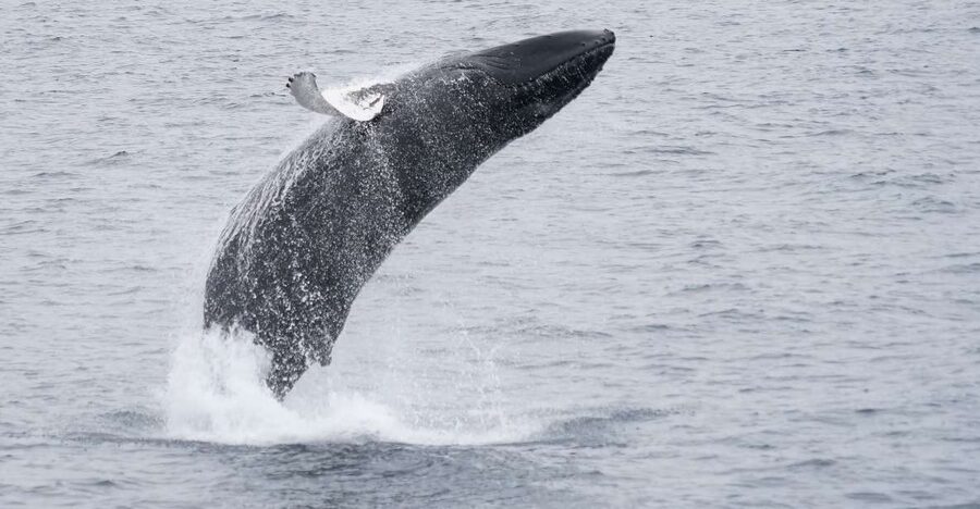 Reykjavik: Whale & Marine Adventure Tour - What you’re looking for: humpbacks, minke, porpoises, and dolphins