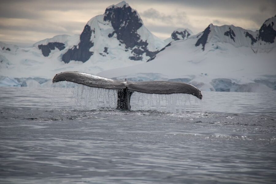 Reykjavik: Whale & Marine Adventure Tour - Transfers and how to fit this into a Reykjavík day