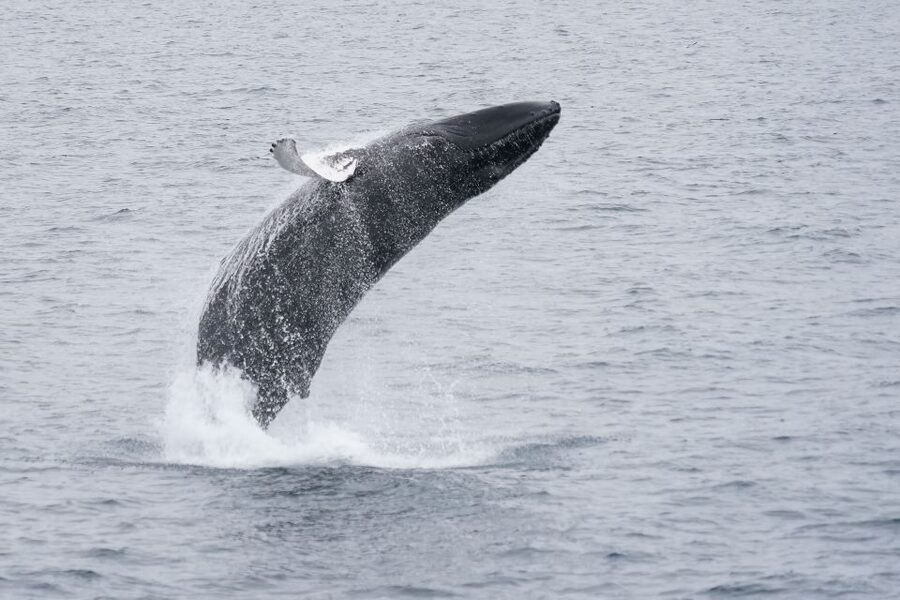 Reykjavik: Whale & Marine Adventure Tour - Who this tour is best for (and who should skip it)