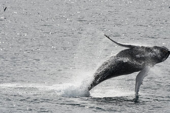 Reykjavik Whale Watching and Lava Show - Key points to know before you go